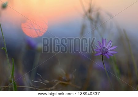 xeranthemum annuum floweers at sunset