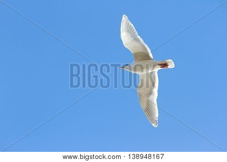 a Glaucous winged Gull with blue sky