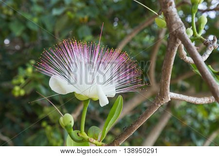 Flower Barringtonia asiatica Fish Poison Tree Sea Poison Tree closeup on natural blurred green background . Fiji.