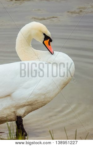 White Swan cleans feathers standing in water