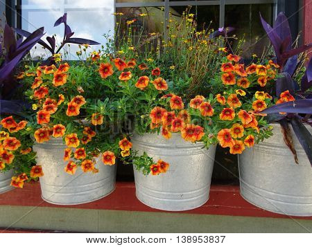 Summer shelf display of apricot colored petunias bordered by purple foliage in galvanized silver pails with blue sky in a window pane reflected in a background window pane