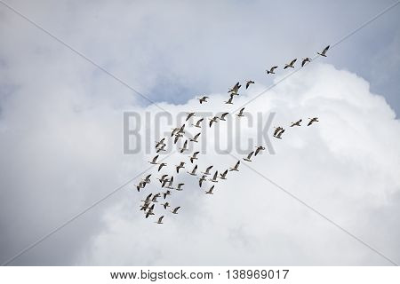 Snow geese flying north in march BC Canada