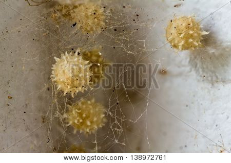 The Brown Widow Spider Egg