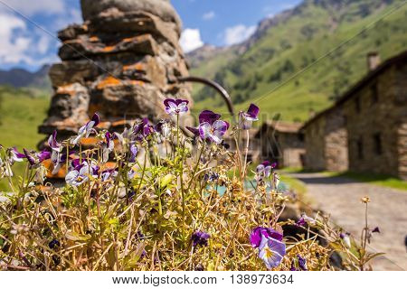 Violets near a stone standpipe in a mountain path