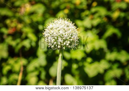agriculture blooming summer garden vegetables fine chasnochoe inflorescence on a green background