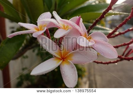 Plumeria flowers .frangipani tropical in morning thai