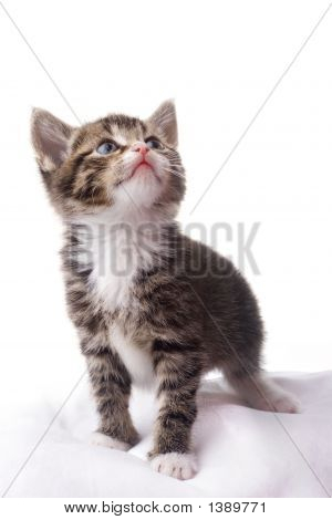Katt