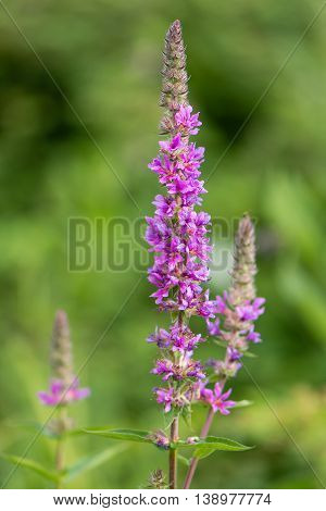 Purple loosestrife (Lythrum salicaria) inflorescences. Flower spikes of plant in the family Lythraceae associated with wet habitats