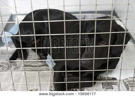 Dog Recovering In Vet's Kennels