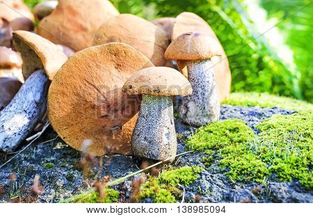 cut the edible mushrooms in the forest
