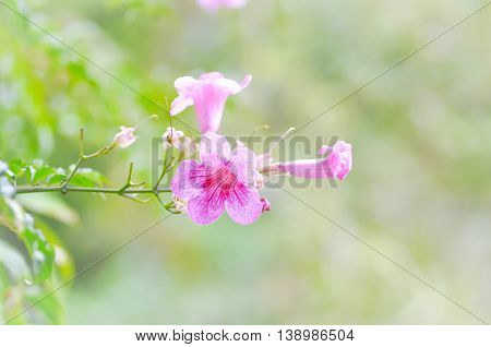 Zimbabwe creeper Pink trumpet vine or Trumpet vine flower