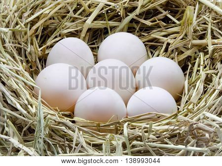 Six duck eggs in the hay nest on white background.