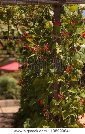 Scarlet runner pole beans growing on a vine in an organic garden in spring in Southern California.