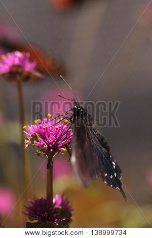 Spicebush swallowtail butterfly, Papilio troilus, is found in North America