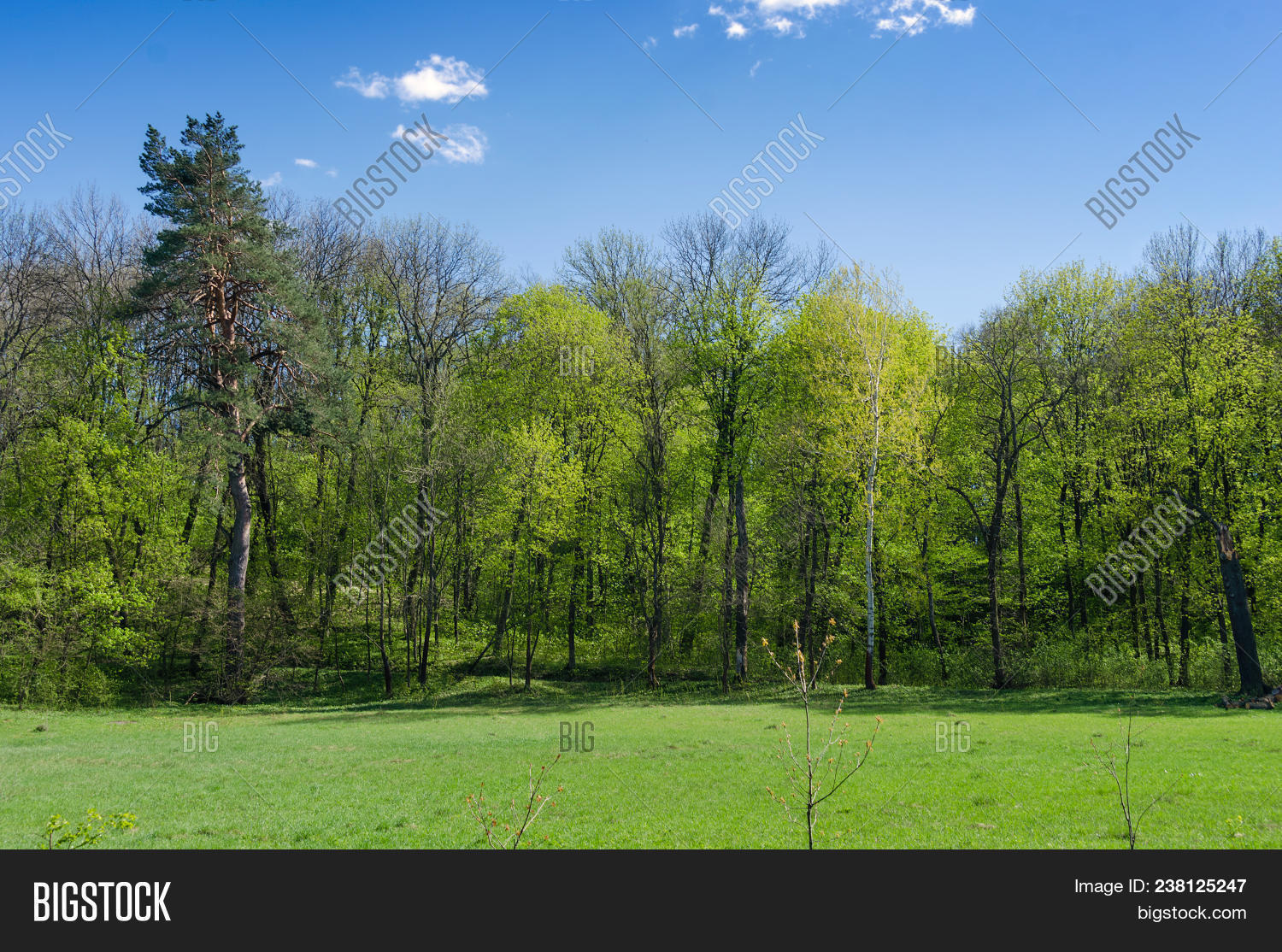 Forest Spring Image & Photo (Free Trial) | Bigstock