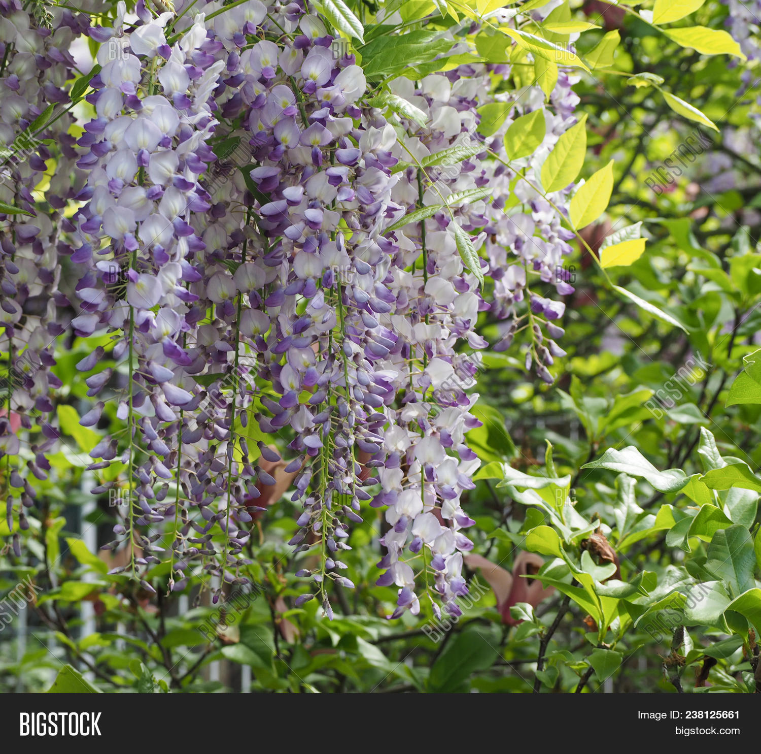 Lilac Wisteria Flower Image & Photo (Free Trial) Bigstock