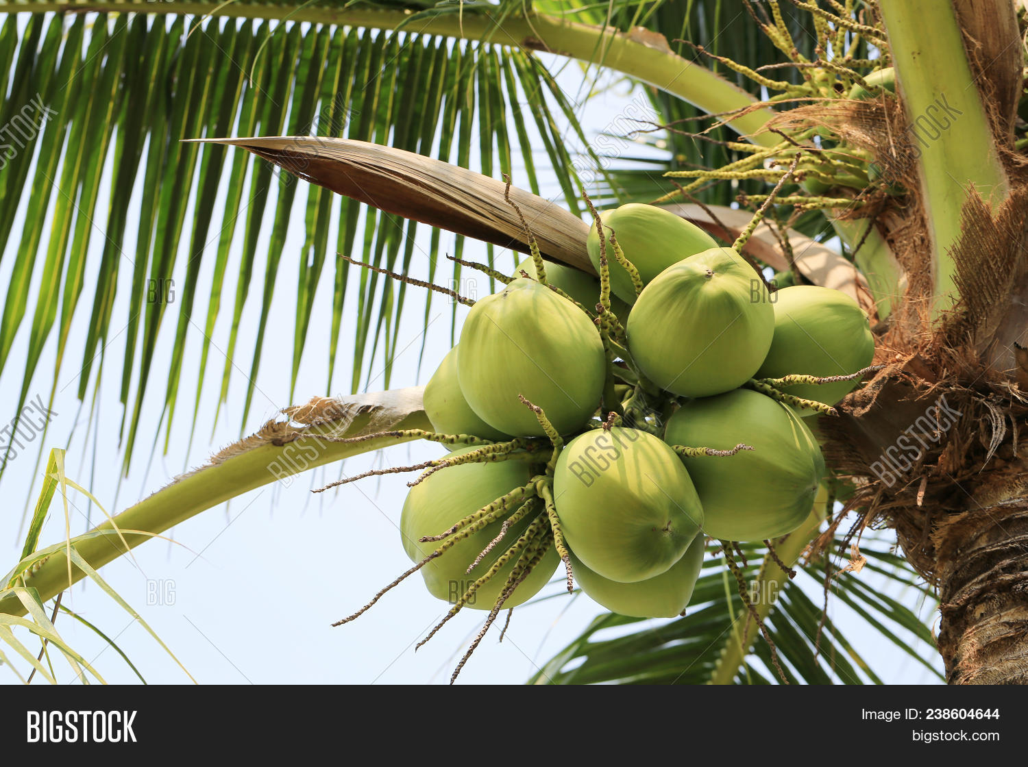 Плод кокосовой пальмы. Кокосовое дерево фото с плодами. Маршрут перемещения плода кокосовой пальмы. Маршрут перемещения плода кокосовой пальмы. Маракуйя кокос.