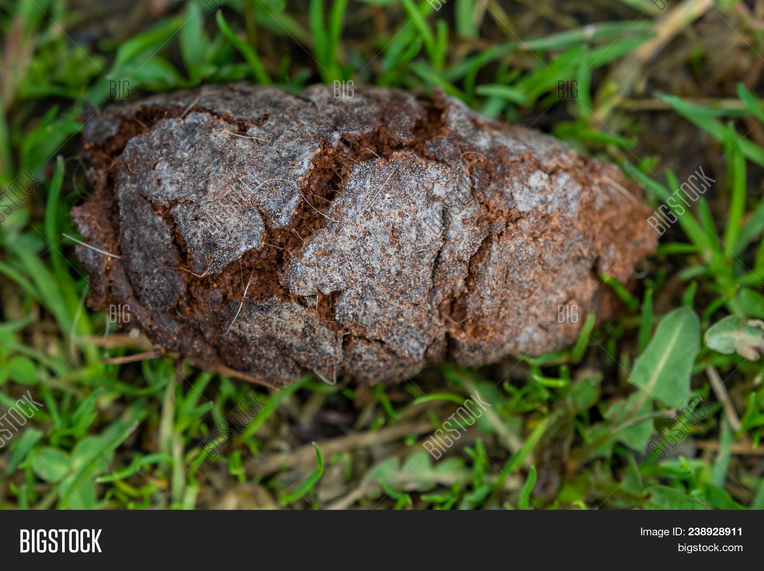 Dog Excrement Wool Image & Photo (Free Trial) Bigstock