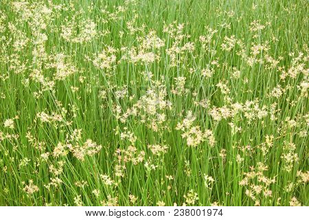 Beautiful Cyperus Alternifolius Field