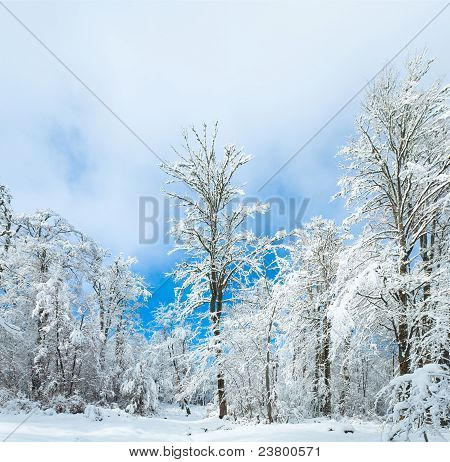 Snowbound Winter Earthroad