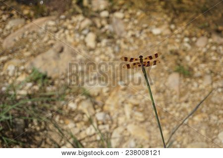 A Halloween Pennant Dragonfly (celithemis Eponina) Perches On A Reed Beside The Quarry Pond In The R