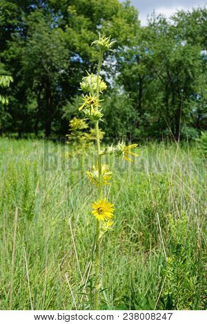 A Compass Plant (silphium Laciniatum) Blooms In The Rock Run Preserve Of The Will County Forest Pres