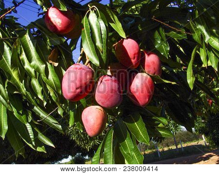 Mango Planting In Irrigated Agriculture Of The São Francisco River Valley, In Petrolina, Pernambuco 