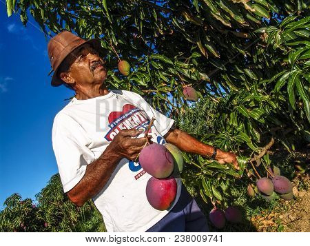 Petrolina, Pernambuco, Brazil, July 14, 2006. Farmer On Mango Orchard In Irrigated Agriculture Of Th