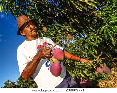 Petrolina, Pernambuco, Brazil, July 14, 2006. Farmer On Mango Orchard In Irrigated Agriculture Of Th