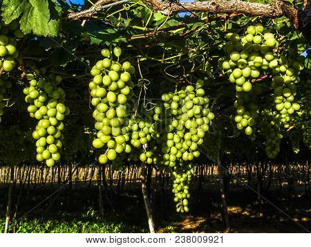 White Grapes On Field In Petrolina, Brazil