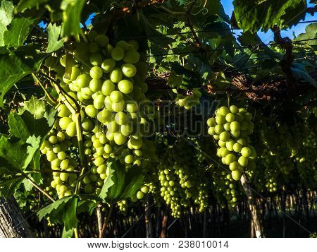 White Grapes On Field In Petrolina, Brazil