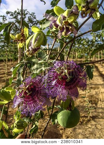 Passion Flower (passiflora Incarnata) On Field In Brazil