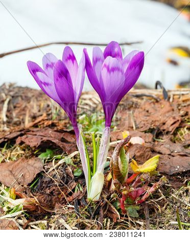 Colorful Blossoming Purple Violet Crocus Heuffelianus (crocus Vernus) Alpine Flowers On Spring Carpa
