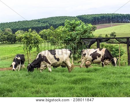 Dairy Cows In Beautiful Green Grass Pasture Farm Scene
