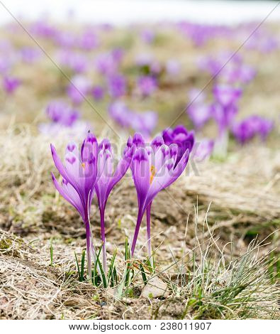 Colorful Blooming Purple Violet Crocus Heuffelianus (crocus Vernus) Alpine Flowers On Spring Carpath