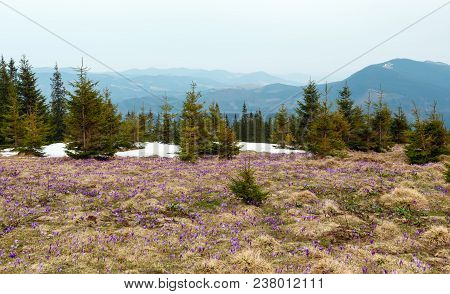 Colorful Blossoming Purple Violet Crocus Heuffelianus (crocus Vernus) Alpine Flowers On Spring Carpa