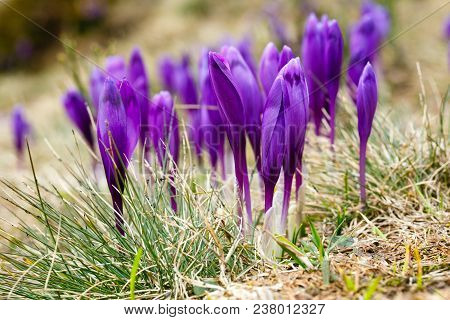 Blooming Closed Purple Violet Crocus Heuffelianus (crocus Vernus) Flowers On Spring Early Morning Ca