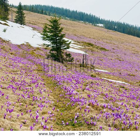 Colorful Blooming Purple Violet Crocus Heuffelianus (crocus Vernus) Alpine Flowers On Spring Carpath