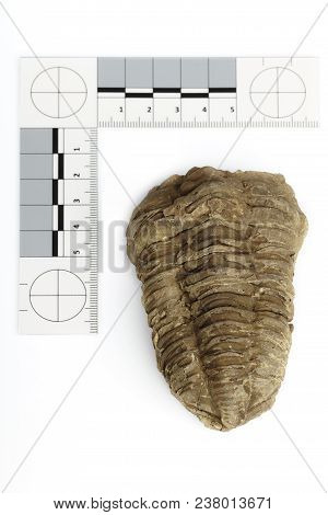 Trilobite Fossil Found Probably In Morocco Documented With Scale And Measure On White Background