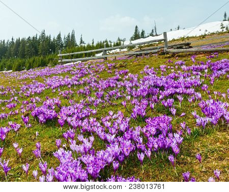 Colorful Blooming Purple Violet Crocus Heuffelianus (crocus Vernus) Alpine Flowers On Spring Carpath