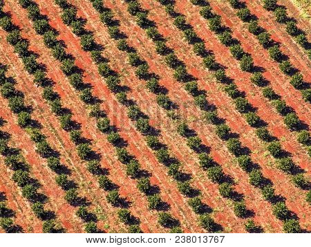 Aerial View Of An Orange Plantation Located In Brazil