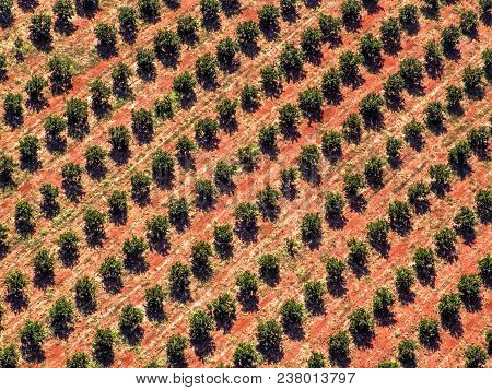 Aerial View Of An Orange Plantation Located In Brazil