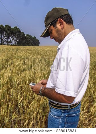 Tibagi, Parana, Brazil, September 20, 2007. Farmer With Mobile On Wheat Fild In Brazil