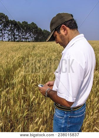 Tibagi, Parana, Brazil, September 20, 2007. Farmer With Mobile On Wheat Fild In Brazil