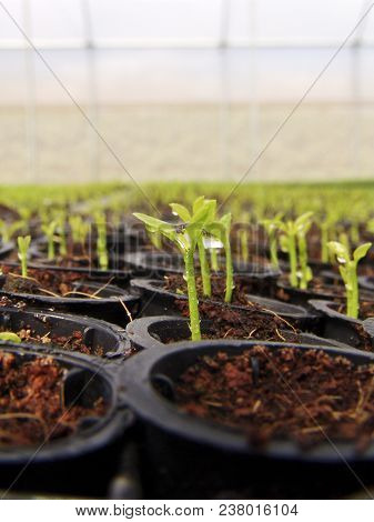 Orange Seedlings In A Nursery Located In The Municipality Of Araras, Sp