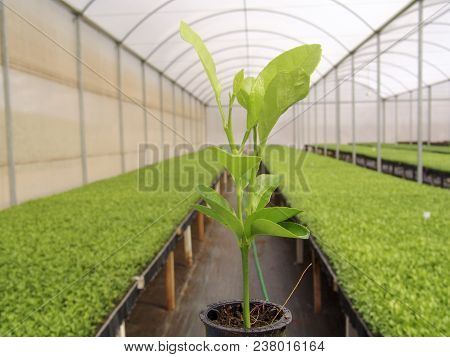 Araras, Sp, Brazil, 05/09/2007. Worker Irrigates The Orange Seedlings In A Nursery Of The Company Sa