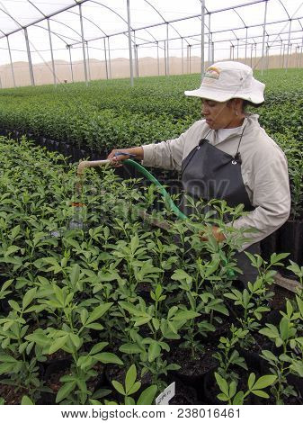 Araras, Sp, Brazil, 05/09/2007. Worker Irrigates The Orange Seedlings In A Nursery Of The Company Sa