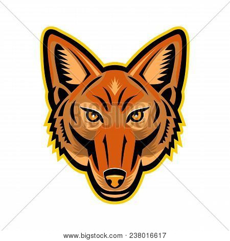 Mascot Icon Illustration Of Head Of A Jackal Or Sometimes Called American Jackal  Viewed From Front 