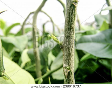 Work Of Creation And Pruning Of The Orange Seedlings In A Nursery , Located In The Municipality Of A