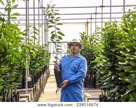 Araras, Sao Paulo, Brazil, September 05, 2007. Farmer Safe Orange Seedlings In A Greenhouse In Brazi